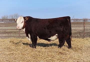 DaKitch MDK 125F Mr Karen 10L