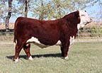 DaKitch DMK 1J Landman 14M