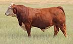 NJW 217J 2912 Suede 127M