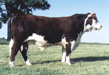 NJW 604M WYO 2B